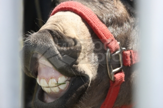 20111201121510-dientes-burro.png