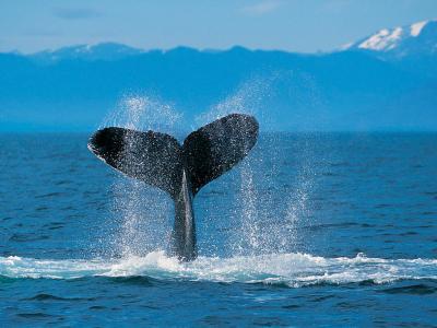 20120621163046-humpback-whale.jpg